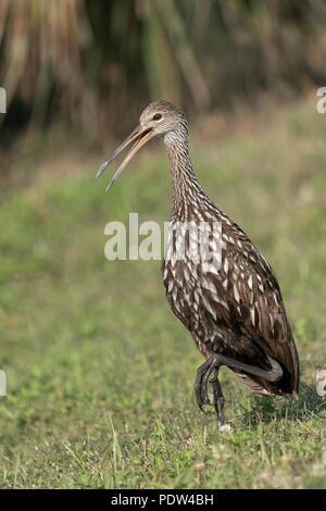 Aramus guarauna Limpkin, Banque D'Images