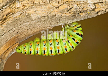 L'étape d'une chrysalide Anis swallowtail butterfly, Caterpillar, silked Papil à une branche d'arbre, dans la chaîne des Cascades de centre de l'Oregon. Banque D'Images