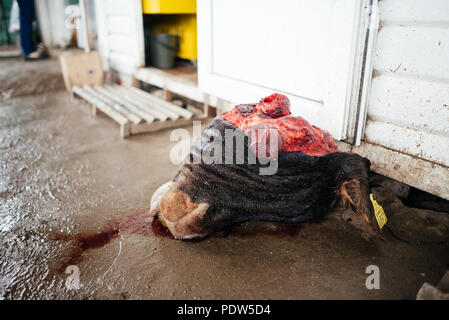 Chef d'une vache morte sur le marché de Karakol, au Kirghizstan. Banque D'Images