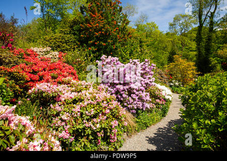 Royaume-uni, Pays de Galles, Anglesey, Plas Cadnant jardins cachés, chemin à travers les azalées et rhododendrons en Haute Vallée du jardin Banque D'Images