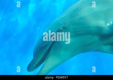 Piscine Dolphin dans les eaux bleu profond de la mer Banque D'Images