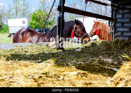 Brown chevaux pur-sang sont à égalité avec rênes et ils mangent foin frais à partir de la remorque pour camion. Banque D'Images