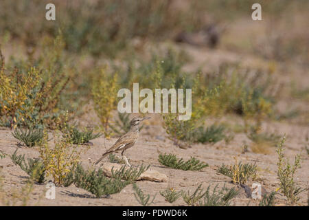 La huppe plus-lark (Alaemon alaudipes), Gujarat, Inde Banque D'Images