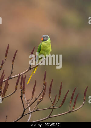 Parakeet à tête latée (Psittacula himalayana) Banque D'Images