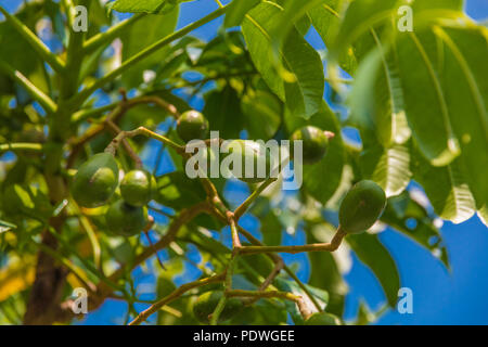 Une branche pleine de fruits Ambarella (Spondias dulcis) aussi connu comme Kedondong, pomme Golden, June Prune accroché sur un arbre en Malaisie. Il est populaire à... Banque D'Images