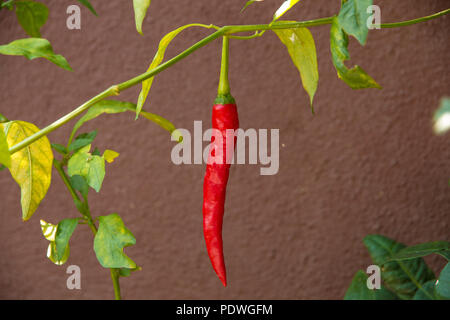 L'œil de l'oiseau rouge longue de Nice, un cultivar de chili à partir de l'espèce Capsicum annuum, suspendu à une branche dans un jardin en Malaisie. Il est largement utilisé dans... Banque D'Images