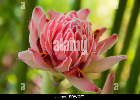 Nice à proximité d'un beau rose de porcelaine (Etlingera elatior) Blossom. Utilisé dans des arrangements décoratifs ainsi que dans l'ikebana, ils sont aussi un... Banque D'Images