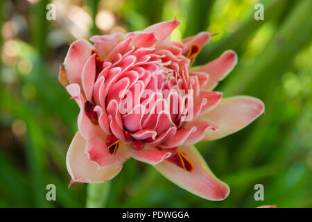 Grand gros plan d'une belle flamme rose fleur de gingembre (Etlingera elatior) Blossom. Cette fleur est utilisée comme décoration en fleurs... Banque D'Images