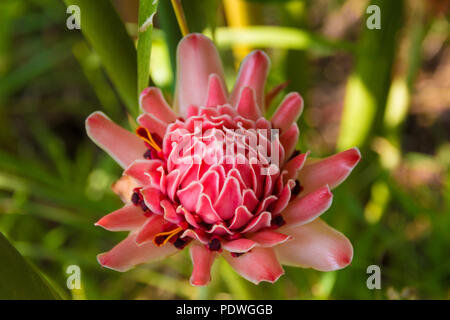 Vue aérienne d'une belle flamme rose fleur de gingembre (Etlingera elatior) blossom en Malaisie. Il est utilisé comme décoration et l'Ikebana japonais... Banque D'Images