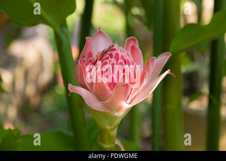 Cette belle flamme rose fleur de gingembre (Etlingera elatior) est comestible et d'un ingrédient important dans toute l'Asie. Les boutons de fleurs sont utilisés pour... Banque D'Images