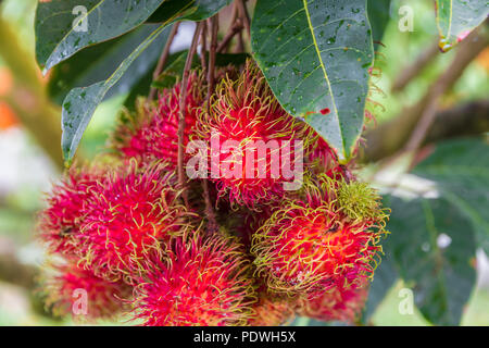 Gros plan magnifique d'une grappe de fruits rouges mûrs organique ramboutan (Nephelium lappaceum) avec leurs protubérances poilues, suspendu à un arbre en Malaisie. Banque D'Images