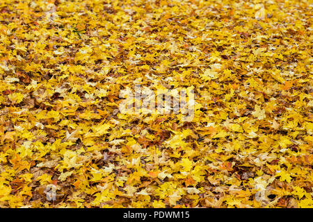 Feuilles mortes, New Hampshire, USA. Banque D'Images