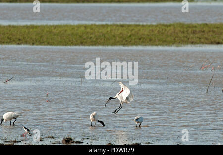 Ibis à tête noire (Threskiornis melanocephalus) - Flying Ibis à tête noire Banque D'Images