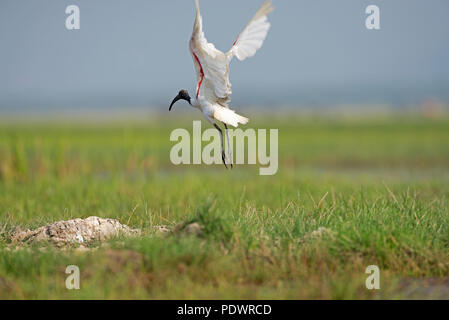 Ibis à tête noire, aux commandes (Threskiornis melanocephalus), Thaïlande Ibis à tête noire Banque D'Images