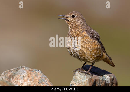 Female Rock Thrush dans l'habitat de reproduction. Banque D'Images