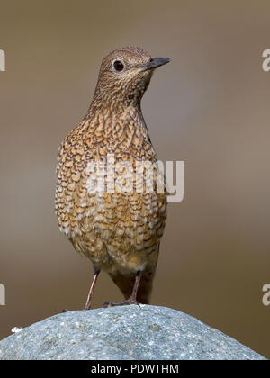 Female Rock Thrush dans l'habitat de reproduction. Banque D'Images