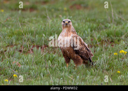 Long-legged Buzzard dans l'herbe Banque D'Images
