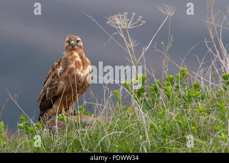 Long-legged Buzzard dans l'herbe Banque D'Images