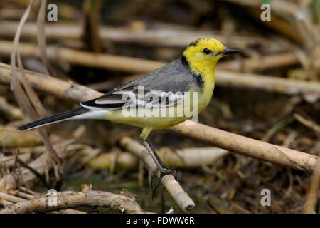 Bergeronnette Citrine assis entre dead reed. Banque D'Images