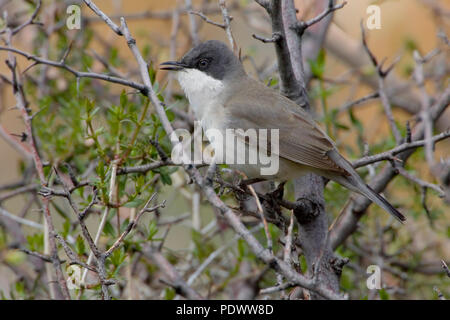 Orphean warbler l'est sur une branche, vue de côté. Banque D'Images