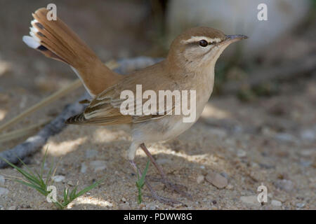 Roux de l'Est Robin Bush sur un fond sablonneux, vue latérale. Banque D'Images