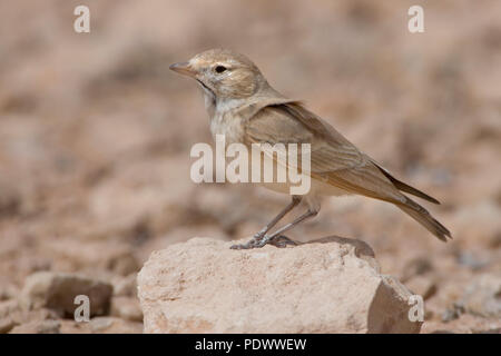 Bar-tailed Desert Lark sur un côté, pierre-vue. Banque D'Images