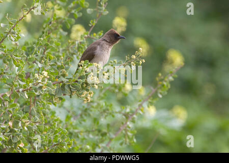 Bulbul commun assis dans la brousse avec un fond vert. Banque D'Images