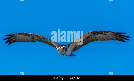 Un balbuzard pêcheur (Pandion haliaetus) monte sur la côte du golfe de la Floride, aux États-Unis. Banque D'Images