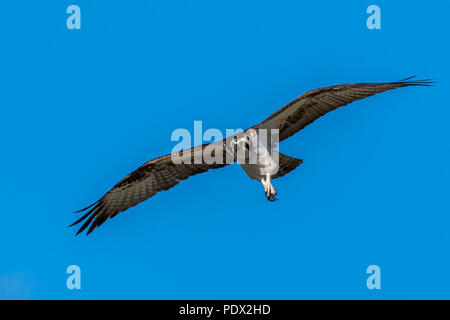 Un balbuzard pêcheur (Pandion haliaetus) monte sur la côte du golfe de la Floride, aux États-Unis. Banque D'Images