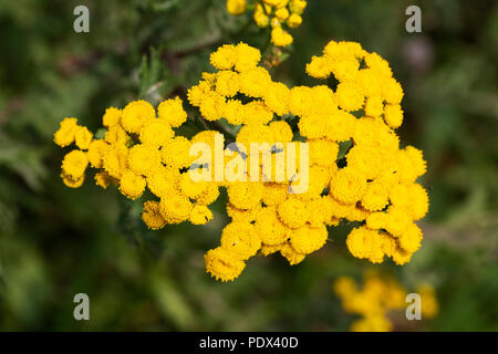 Tanaisie (Tanacetum vulgare) ; ombelles floraison Banque D'Images