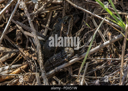 Un homme adulte Plains Grenouille léopard (Lithobates blairi) de Otero County, Colorado, USA. Banque D'Images