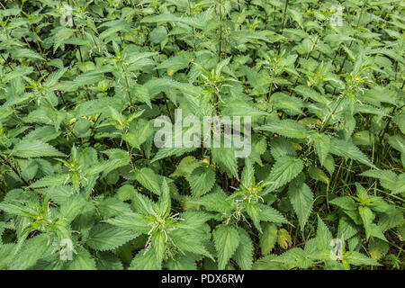 Grand terrain vert d'orties Banque D'Images