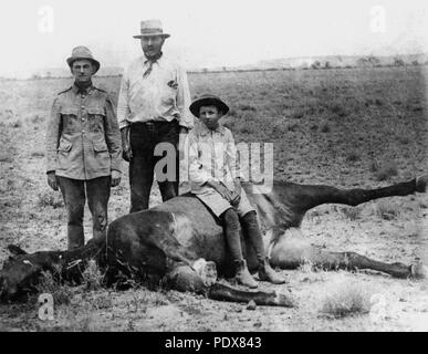 268 StateLibQld 1 51652 Cheval frappé par la foudre, 1890-1900 Banque D'Images