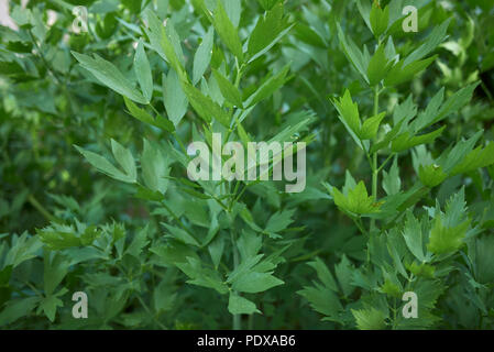 Levisticum officinale Plante Banque D'Images