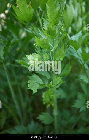 Levisticum officinale Plante Banque D'Images