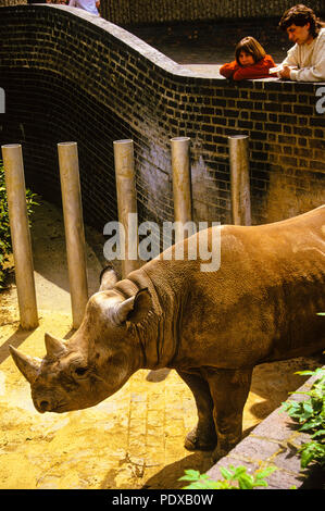 Les rhinocéros noirs au Zoo de Londres, (maintenant déplacé), Regents Park, London, England, UK, FR. Banque D'Images