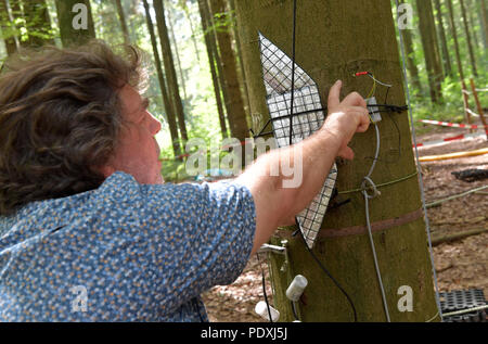 Freising, Allemagne. 07Th Aug 2018. Thorsten grammes, professeur à l'Université technique de Munich (TUM) études de l'équipement de mesure sur un beech tree dans une zone de test pour la recherche d'arbres résistant à la chaleur. Crédit : Peter Kneffel/dpa/Alamy Live News Banque D'Images