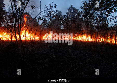 Riau, l'Indonésie, 10 mai 2018. Dans chaque scrutin annuel landfire en saison sèche, Tapung Regency Kampar, dans la province de Riau, l'Indonésie, le 10 août 2018. Credit : Hadly Vavaldi/Alamy Live News Banque D'Images