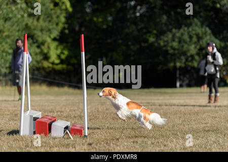 Le château de Rockingham, Corby, Angleterre. 11 août 2018. Avec un regard vif, une concentration de chiens concurrentes lance elle-même à un obstacle dans le Kennel Club's international l'agilité de la concurrence dans le grand parc de château de Rockingham, Corby, en Angleterre, le 1er août 2018. Crédit : Michael Foley/Alamy Live News Banque D'Images