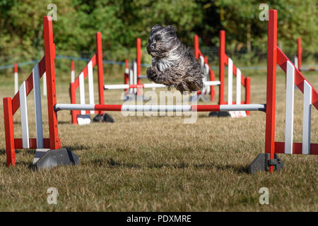 Le château de Rockingham, Corby, Angleterre. 11 août 2018. Avec un regard vif, une concentration de chiens en compétition de sauts un obstacle avec succès au Kennel Club's international l'agilité de la concurrence dans le grand parc du château de Rockingham, Corby, en Angleterre, le 11 août 2018. Crédit : Michael Foley/Alamy Live News Banque D'Images