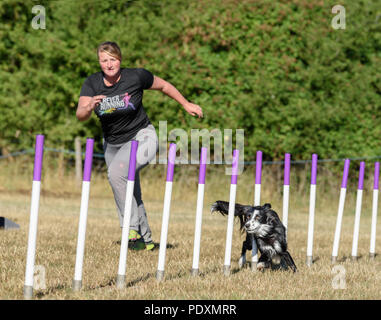 Le château de Rockingham, Corby, Angleterre. 11 août 2018. Un maître de chien races aux côtés de son chien concurrentes qu'il tisse entre les poteaux au Kennel Club's international l'agilité de la concurrence dans le grand parc du château de Rockingham, Corby, en Angleterre, le 11 août 2018. Crédit : Michael Foley/Alamy Live News Banque D'Images