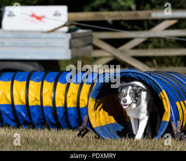 Le château de Rockingham, Corby, Angleterre. 11 août 2018. Avec un regard d'indifférence, un chien saunters concurrentes sur un tunnel au Kennel Club's international l'agilité de la concurrence dans le grand parc du château de Rockingham, Corby, en Angleterre, le 11 août 2018. Crédit : Michael Foley/Alamy Live News Banque D'Images