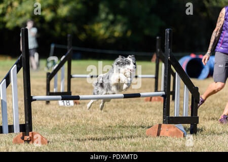 Le château de Rockingham, Corby, Angleterre. 11 août 2018. Avec un regard vif, une concentration de chiens en compétition de sauts un obstacle avec succès au Kennel Club's international l'agilité de la concurrence dans le grand parc du château de Rockingham, Corby, en Angleterre, le 11 août 2018. Crédit : Michael Foley/Alamy Live News Banque D'Images