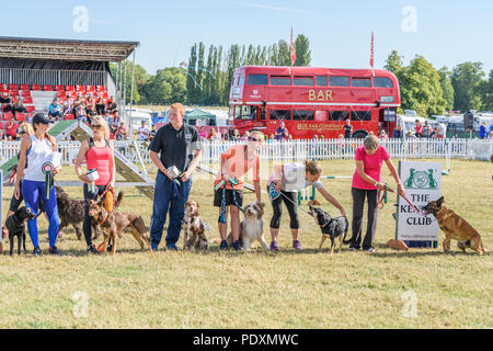 Le château de Rockingham, Corby, Angleterre. 11 août 2018. Un défilé des lauréats dans l'arène principale au Kennel Club's international l'agilité de la concurrence dans le grand parc du château de Rockingham, Corby, en Angleterre, le 11 août 2018. Crédit : Michael Foley/Alamy Live News Banque D'Images