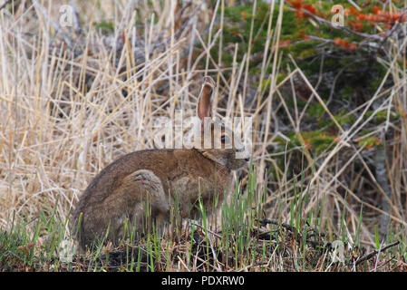 White-tailed jackrabbit, Lepus townsendii Banque D'Images