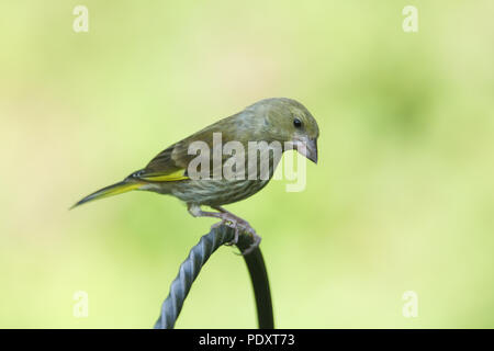 Une superbe jeune Verdier (Carduelis chloris) perché sur un métal. Banque D'Images