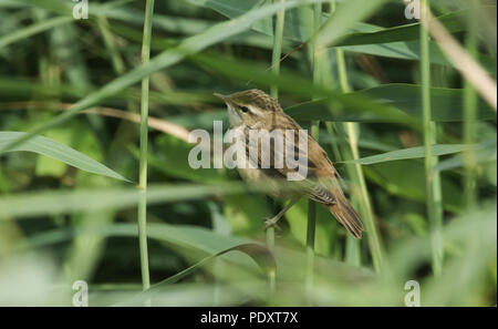 Un mignon jeune Phragmite des joncs (Acrocephalus schoenobaenus) perché sur un roseau dans la roselière. Il attend que ses parents de revenir et de le nourrir. Banque D'Images