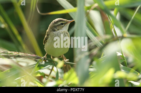 Un mignon jeune Phragmite des joncs (Acrocephalus schoenobaenus) perché sur un roseau dans la roselière. Il attend que ses parents de revenir et de le nourrir. Banque D'Images