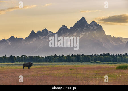 Bison solitaire en face de la Grand Tetons au coucher du soleil Banque D'Images