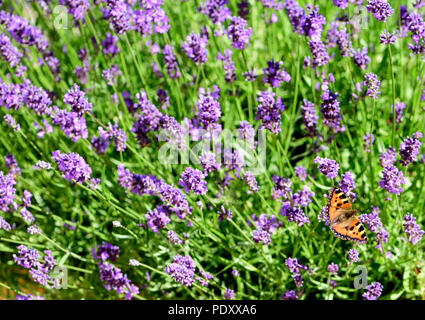 Les petites écailles de papillon sur des fleurs de lavande. Banque D'Images